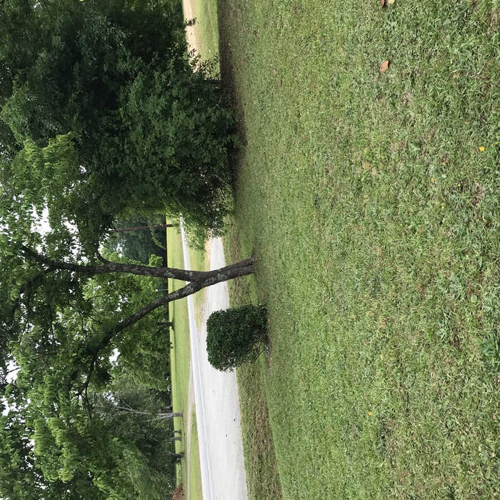 Twigg Lawn