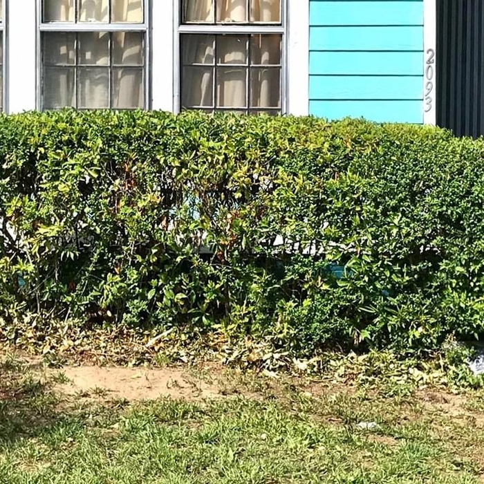 Macon lawn