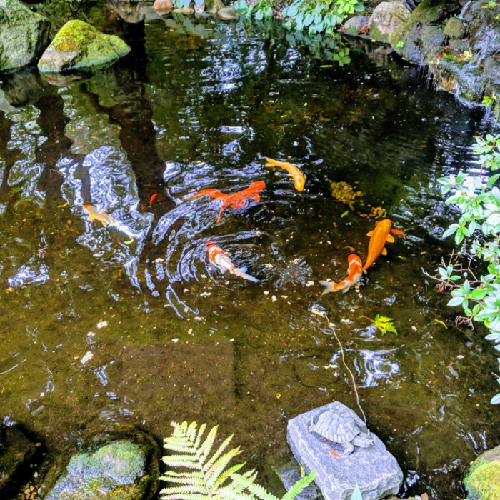 Natural Pond Project