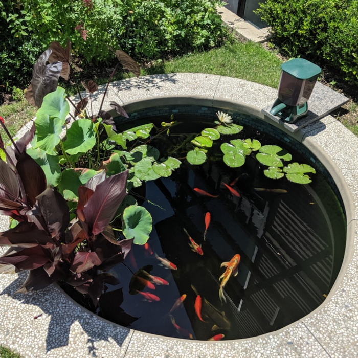 Pond Project
