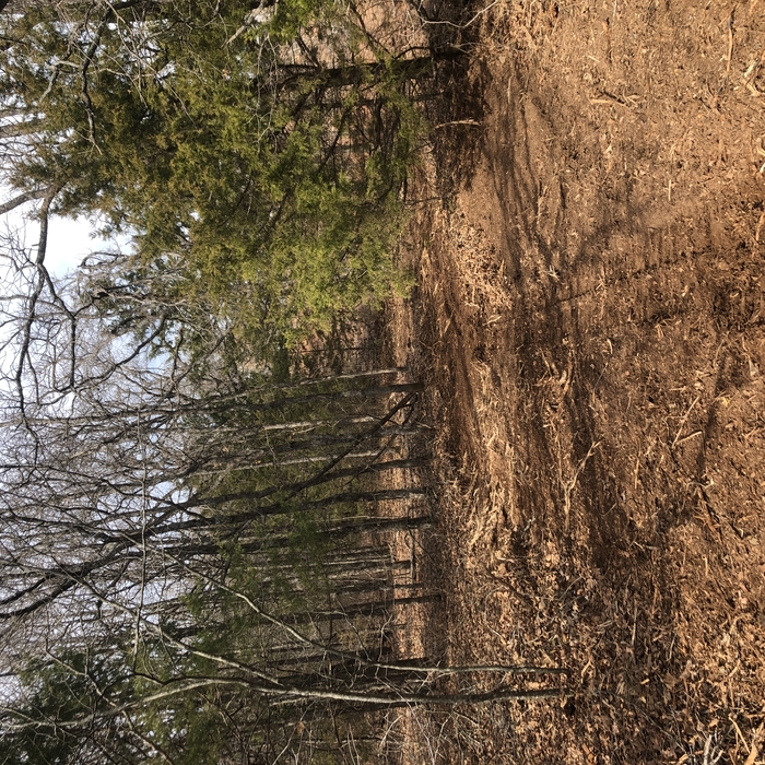 Cutting Trails