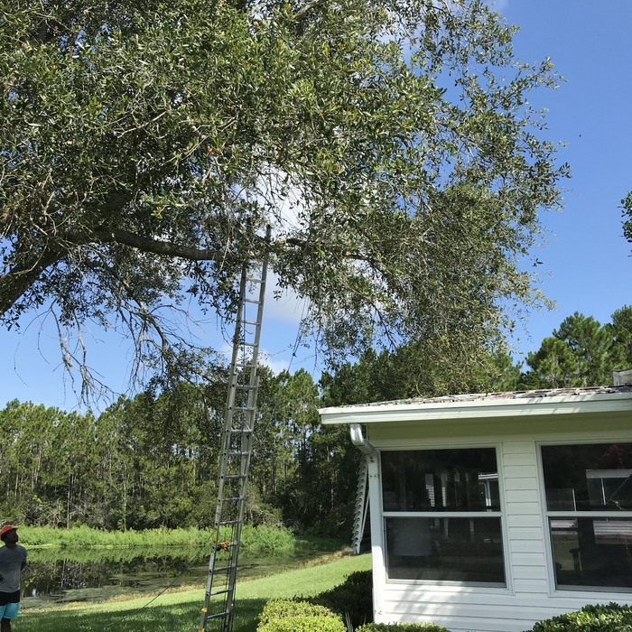 Removed Large Oak Tree Limb Over Roof
