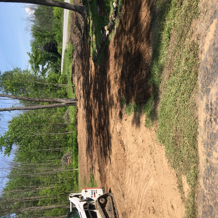 Tree removed