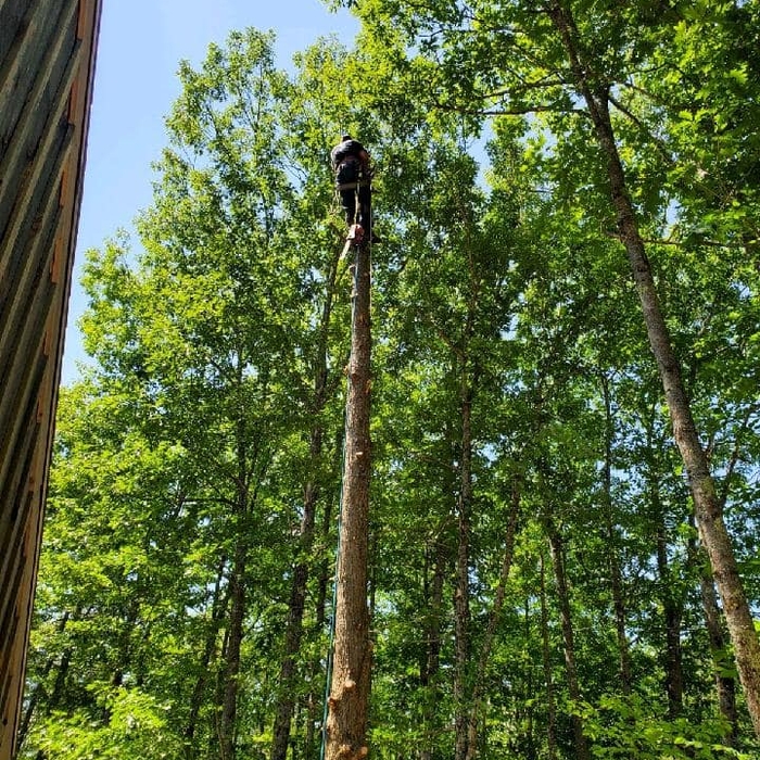 Hazardous tree removal