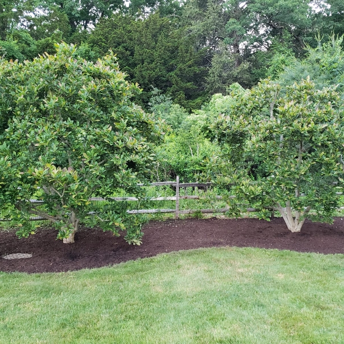 After mulch bed created
