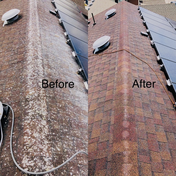 Pigeon dropping/Infestation removal