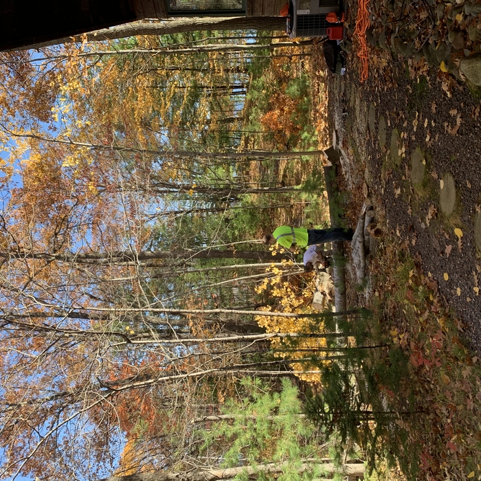 Trees dropped safely away from house