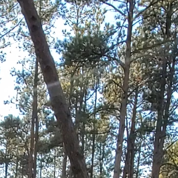 Felling tight tree in Monument, CO