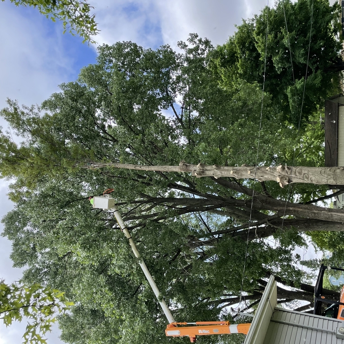 Oak removed