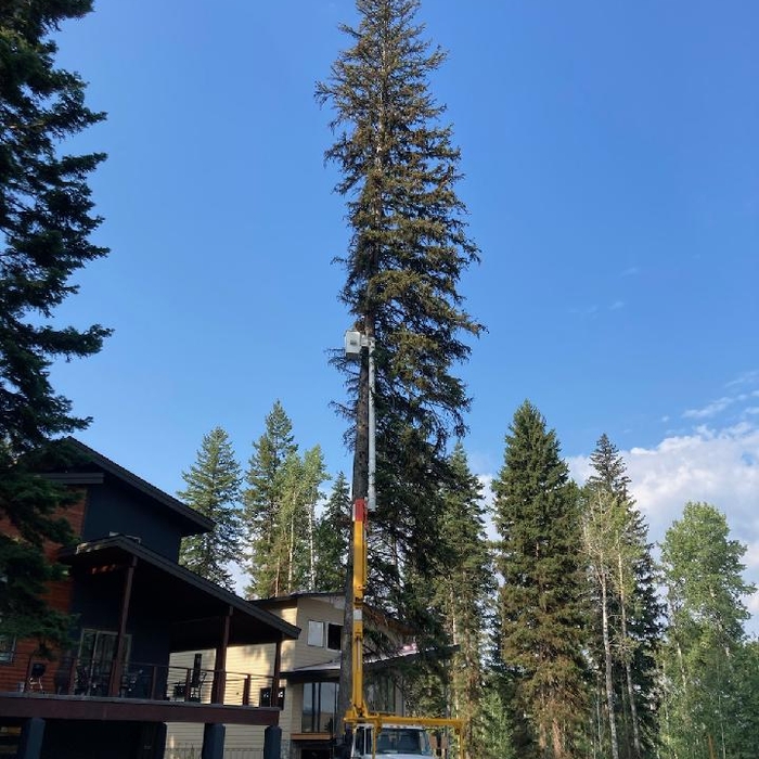 Large spruce