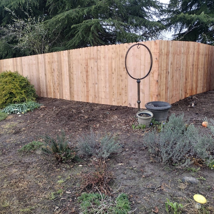 Cedar