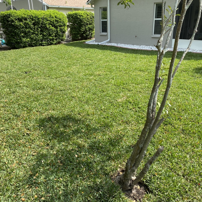 St. Augustine Provista sod