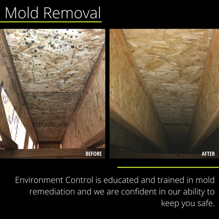 Mold Removal