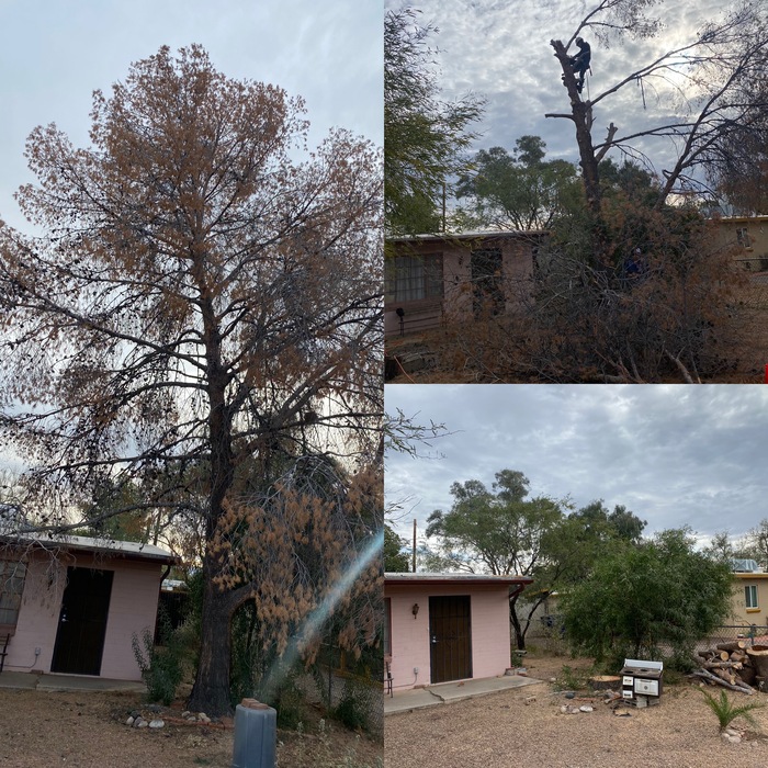 40 ft tall  pine tree removal
