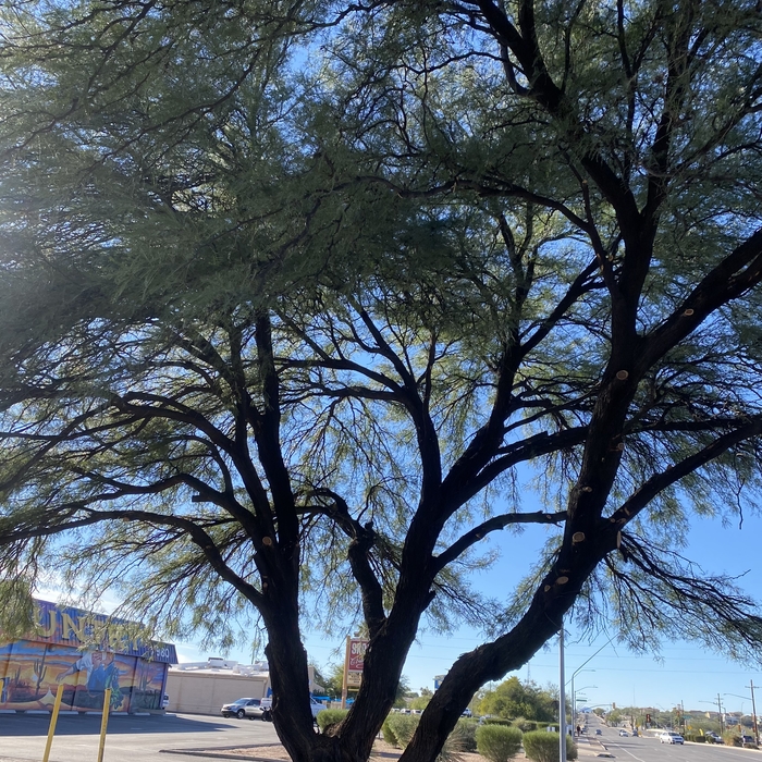 Mesquite tree pruning
