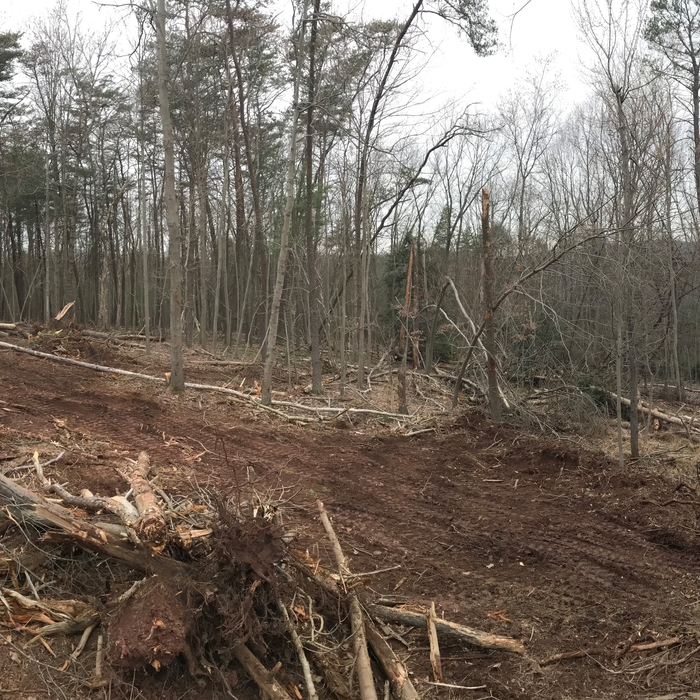 Land Clearing For House