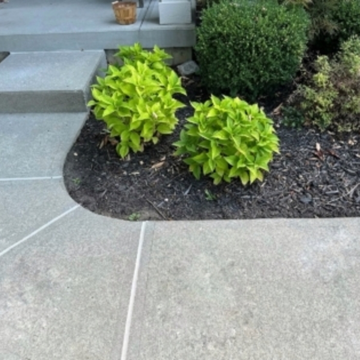 Repaired Concrete Walkway