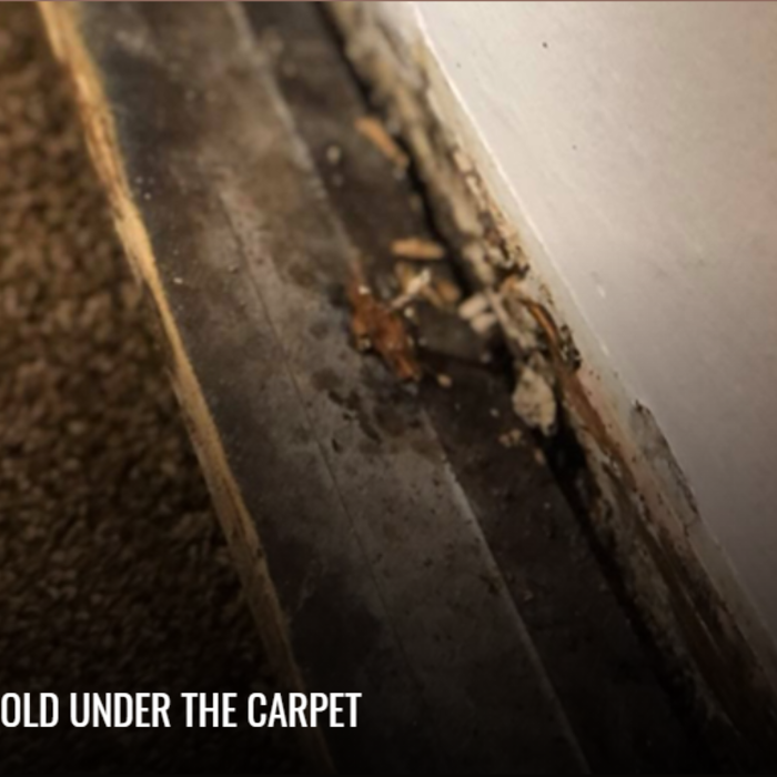 Hidden Mold