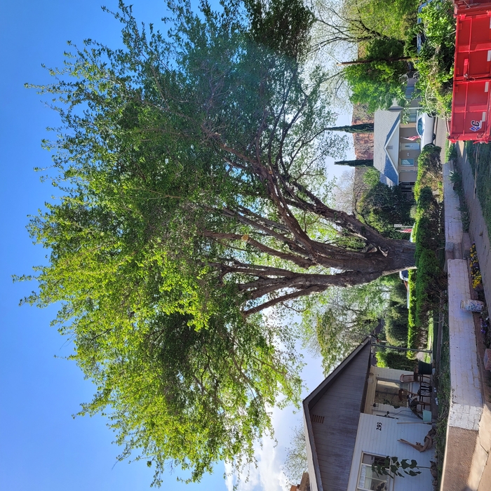 Red Mulberry