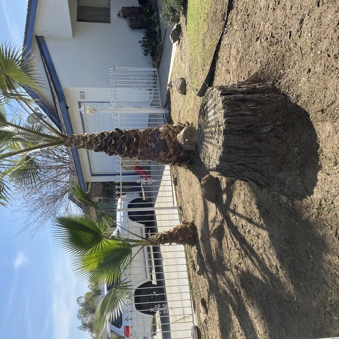 Palm Tree 2