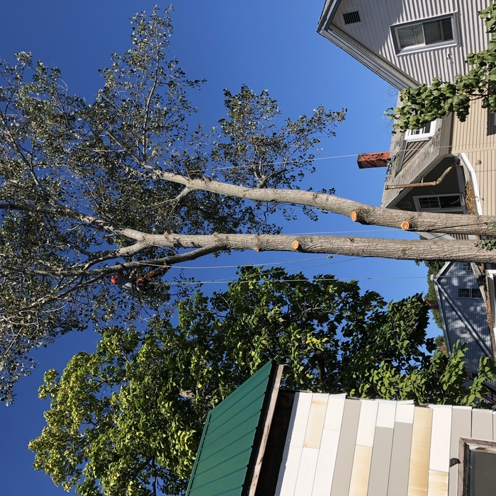 Large tree removal