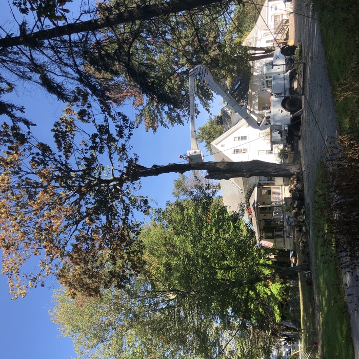 Bucket truck tree removal