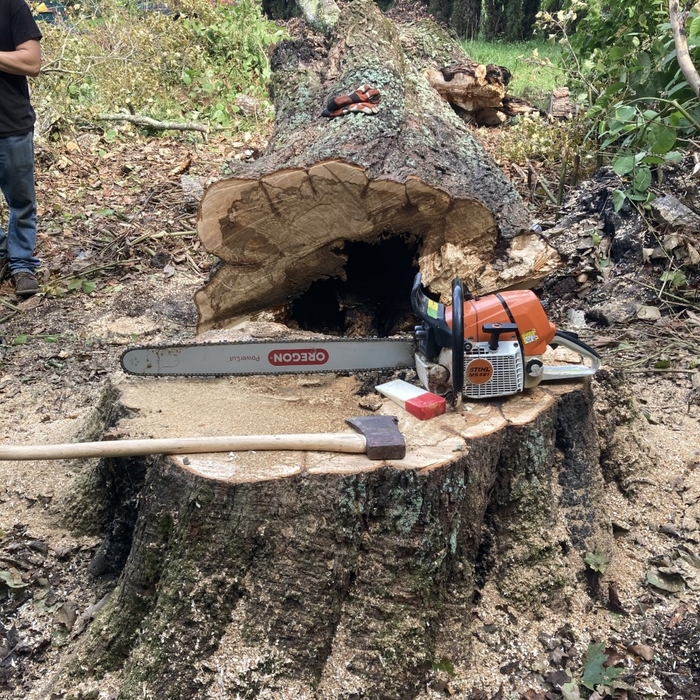 Felled Tree