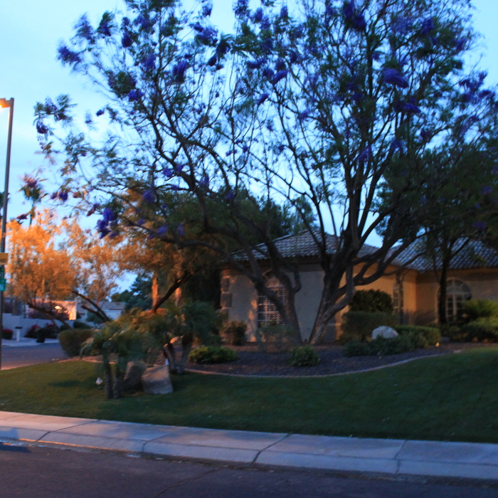 Residence Front Yard Lighting