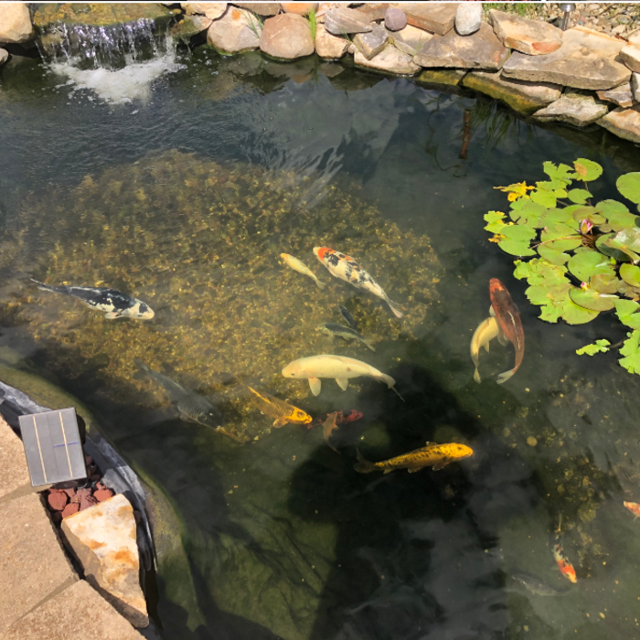 pond