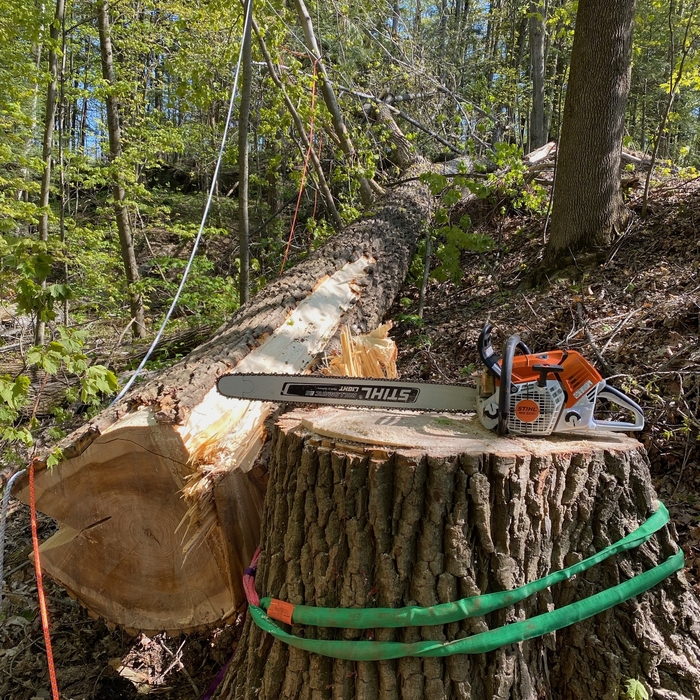 155&#39; Cotten wood