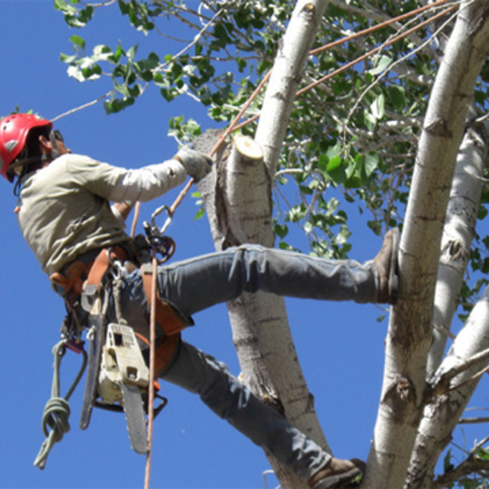 Branch Removal