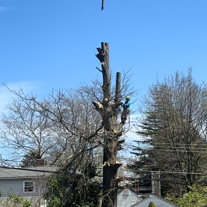 Oak Removal