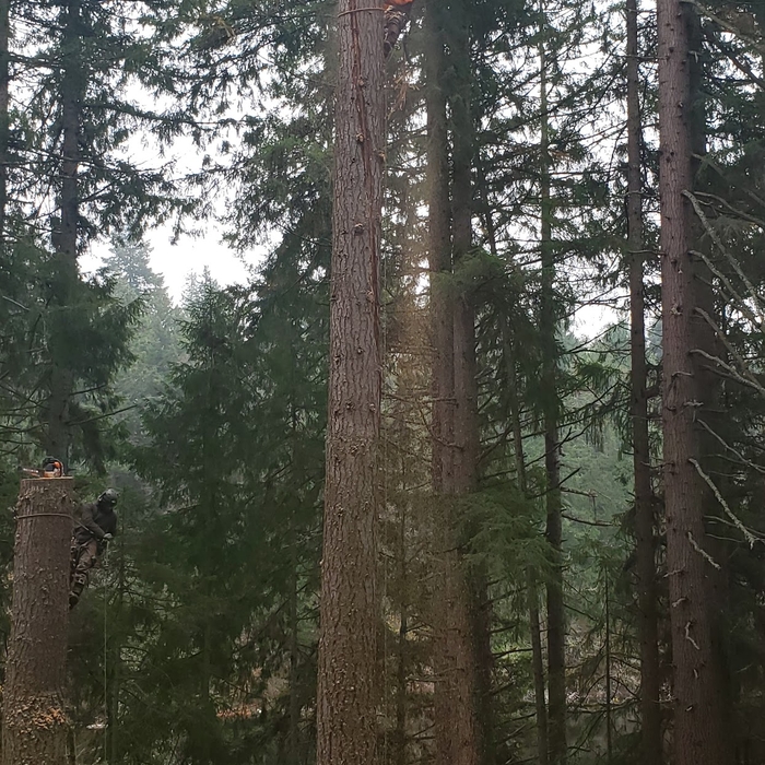 TREE REMOVAL