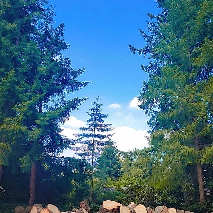 TREE REMOVAL