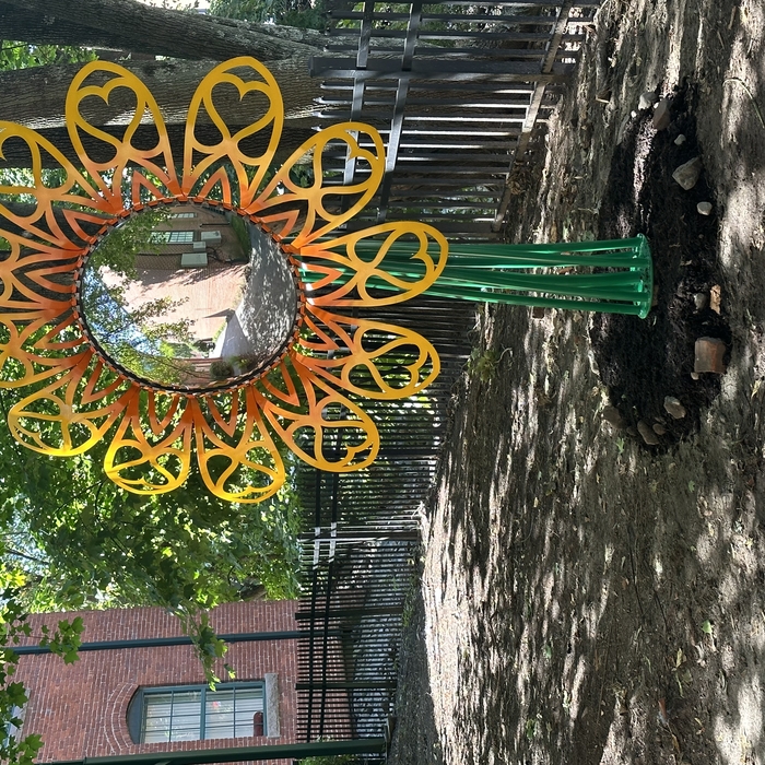 mirror flower