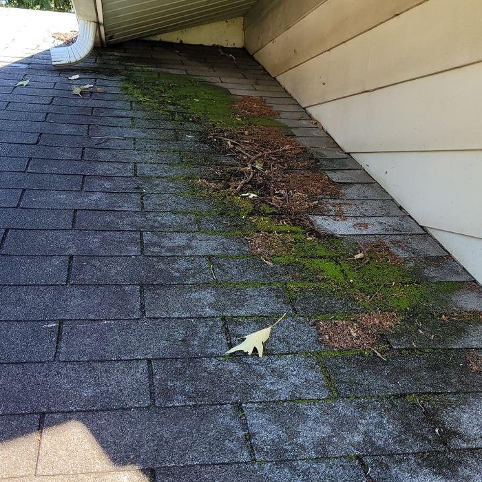 Before, Algae
