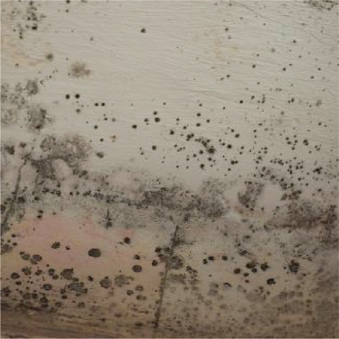 Mold Remediation