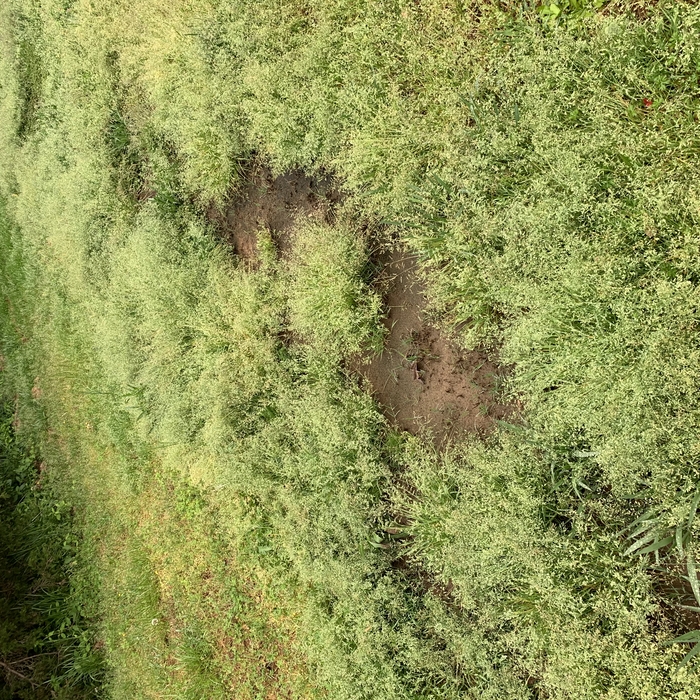 Sewage river