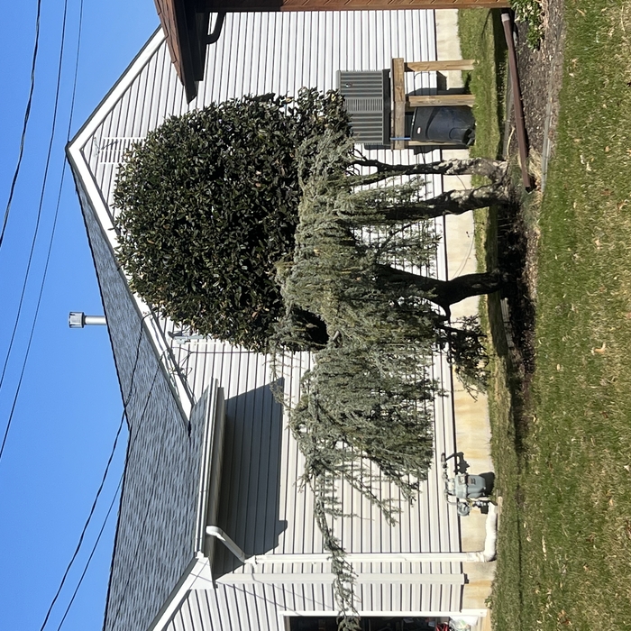 Seasonal Trimming