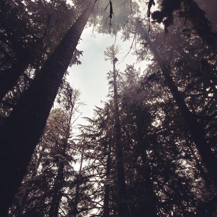 Dead Fir removal