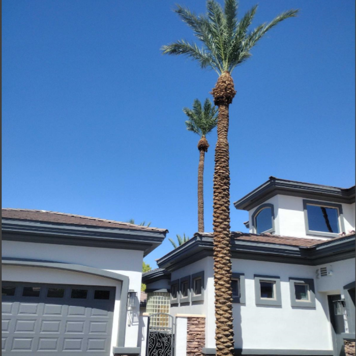 Tree Trimmed in Front