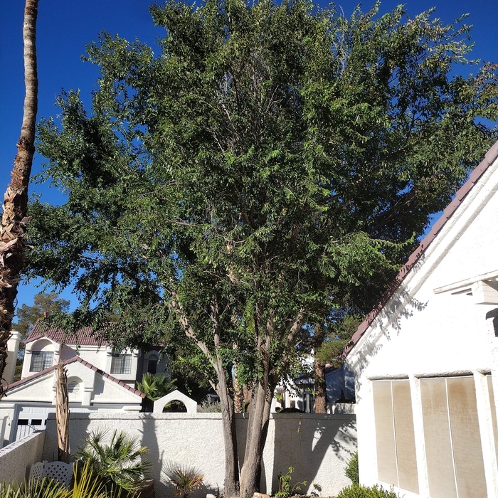 TREE REMOVAL