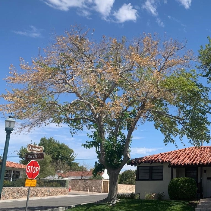 BEFORE Top Up Tree Trimming
