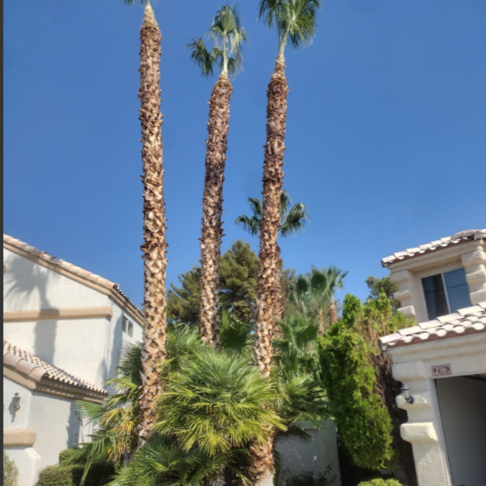 Trimmed Palm Trees