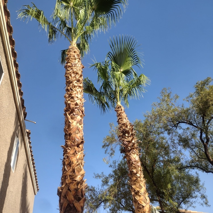 Tree Trimming