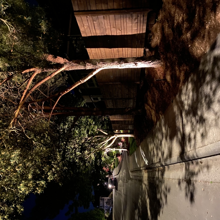 Outdoor tree lights.