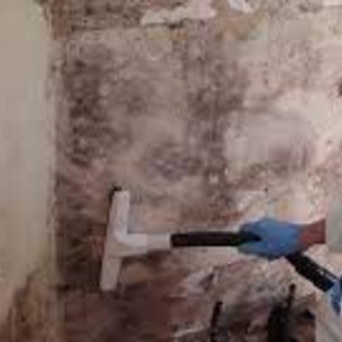 Mold Remediation