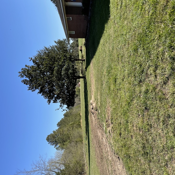 tree removal