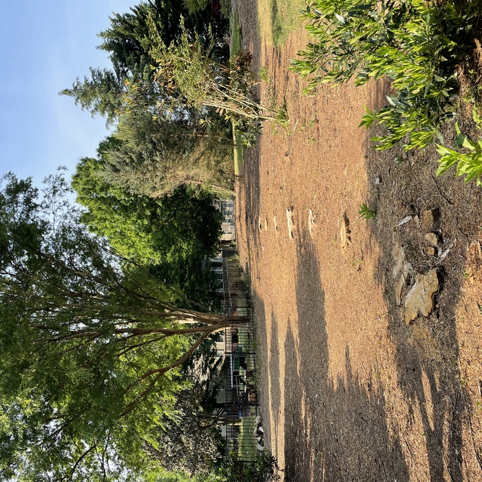 Cypress removal