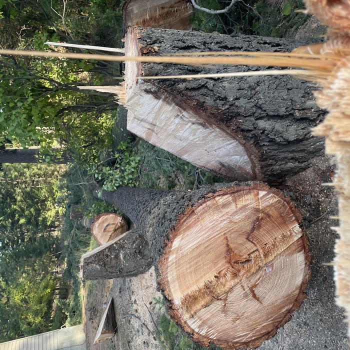 Pine tree removal